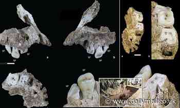 Human jawbone dating back 25,000 years is discovered in a cave on the Indonesian island of Sulawesi