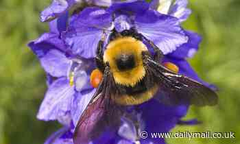 American bumblebee may be classified as an endangered species after 89% population decline