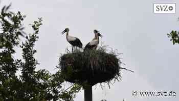 Kaum noch Nachwuchs: Besorgniserregende Entwicklung bei Störchen im Altkreis Parchim | svz.de - svz – Schweriner Volkszeitung