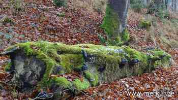 Finanzieller Anreiz für Unterallgäuer Waldbesitzer - Merkur.de