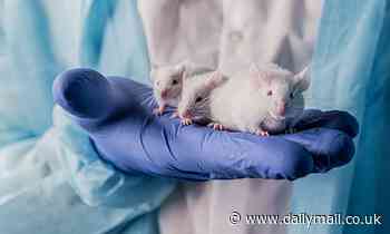 Mice that witnessed other rodents suffer developed depression, according to new study