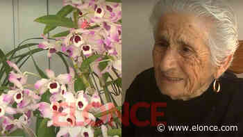 El jardín de Mercedes: Con 91 años, disfruta cuidar y ver crecer sus orquídeas - Elonce.com