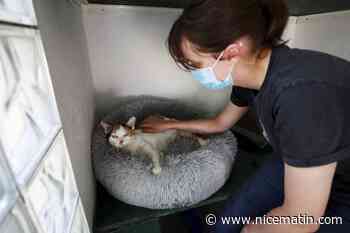 "Nous avons tous les jours des abandons" : le refuge animalier d’Antibes organise une journée portes ouvertes