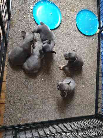 Plumstead man prosecuted for selling puppies illegally