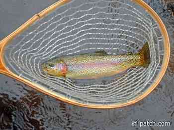 Trout Coming To Rhode Island Ponds Just In Time For Fall Fishing - Patch.com