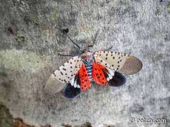 Second Invasive Spotted Lanternfly Spotted In Rhode Island - Patch.com