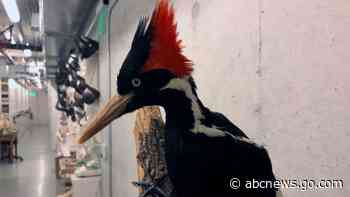 US says ivory-billed woodpecker, 22 other species extinct