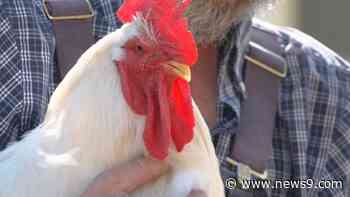 Bethany City Council Lifts Rooster Ban Following Public Resistance - news9.com KWTV