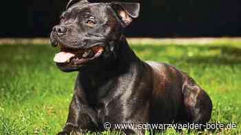 Beißattacke in Altensteig: Bullterrier soll nicht getötet werden