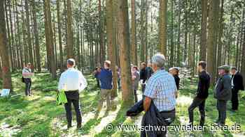 Altensteiger Stadtwald: Anteil klimastabiler Bäume soll wachsen