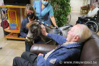 Knuffelpaardjes Twinkle en Magnum Minnie trappelen Wommelgheem binnen