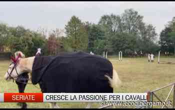 Seriate: mezzo secolo di passione per i cavalli del Centro di Equitazione Bergamasco - L'Eco di Bergamo