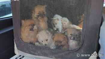 A4 bei Euskirchen: Polizei befreit Hunde und Katzen aus Auto - BILD