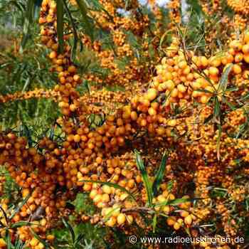 Sanddorn-Ernte: Gutes Geschäft mit sauren Beeren - radioeuskirchen.de
