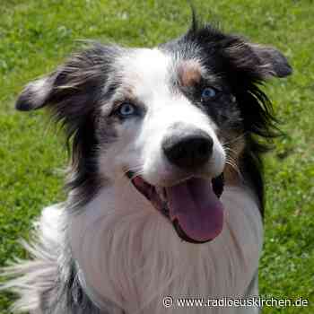 Mehr Hunde im Corona-Jahr 2020 - radioeuskirchen.de