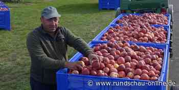 Gala-Ernte in Euskirchen: 80.000 Apfelbäume werfen tonnenweise Früchte ab - Kölnische Rundschau