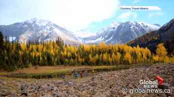 Checking out the larches? Here are some things to keep in mind