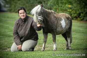 Paardenliefhebbers komen bedrogen uit nadat ze hun dieren toevertrouwden aan 17-jarige: merries doorverkocht, paarden uitgemergeld