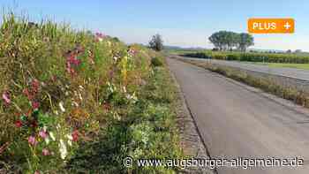 Radwegebau: Aichach-Friedberg muss zum Ausgleich Ökopunkte kaufen - Augsburger Allgemeine