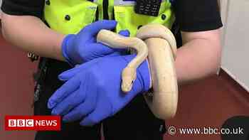 Shocked Dudley couple find python hiding in bedroom - BBC News