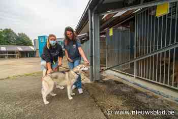 Mechelen wil Dierenbescherming verhuizen naar nieuw bedrijventerrein