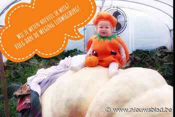 Grootste pompoen uit Kasterlee gaat op de weegschaal in Duitse Ludwigsburg