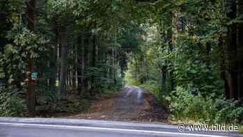 Arnsdorf (Sachsen): Knochen eines toten Babys in Wald entdeckt - BILD