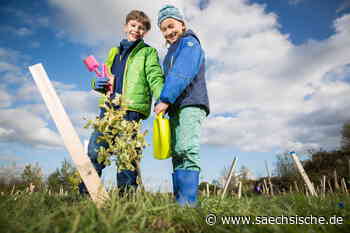 Dresden: 500.000 Bäume für Dresden: Pflanzungen gehen weiter - Sächsische.de