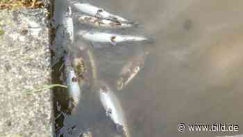 Sachsen: 10 000 Fische durch Giftgas getötet - BILD
