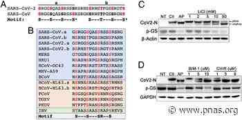 Targeting the coronavirus nucleocapsid protein through GSK-3 inhibition - pnas.org