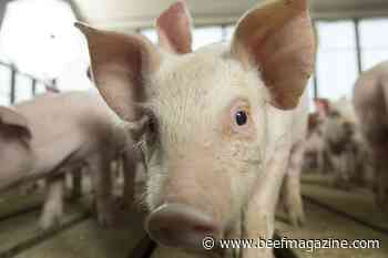 USDA vaccine candidate successful in blocking ASF