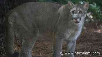 3 Florida Panthers Struck and Killed by Vehicles This Week: Officials
