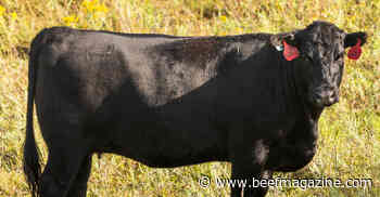 Fall is time to evaluate cows’ body conditions