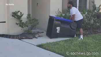 WATCH:  Man captures alligator in trash can in Florida