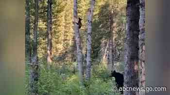 WATCH:  Mama Bear watches cubs climb trees in national park