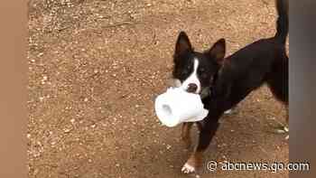 WATCH:  Aussie dog is flush with toilet paper