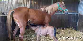 Lohmar: Eins der geretteten Pferde aus Spanien bringt Fohlen zur Welt - Kölner Stadt-Anzeiger
