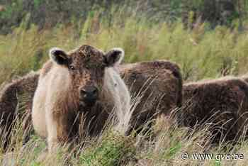 Wandelen tussen grazers Grenspark (Kalmthout) - Gazet van Antwerpen