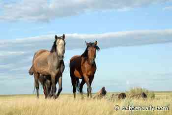 Bronze Age Mystery Surprise: Milk Enabled Massive Steppe Migration