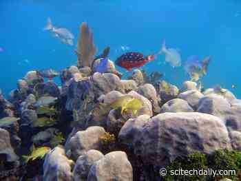 Coral Microbiome (Bacteria, Fungi and Viruses) Is Key to Surviving Climate Change