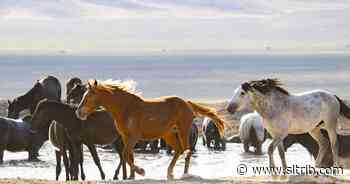Scott Beckstead: Don't believe BLM's gaslighting about the Onaqui herd of wild horses - Salt Lake Tribune