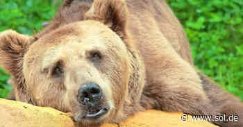 Neunkirchen: Braunbär Lars aus Zoo ist tot - sol.de