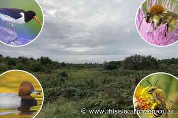 London Resort: Environmental campaigners object to proposal