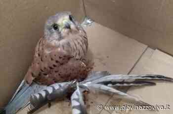 Ferito ad un'ala, gheppio recuperato dalle Guardie Campestri - GiovinazzoViva