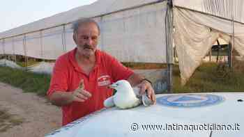 Sabaudia, gabbiano con l'ala spezzata recuperato e portato al Fogliano - LatinaQuotidiano.it