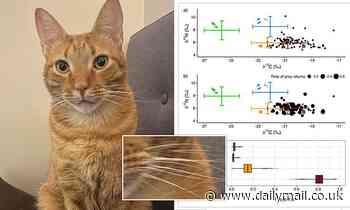 Domestic cats that catch wild animals only do so because of predator instinct, study says