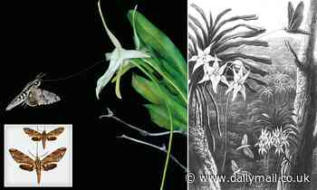 Nature: 'Darwin's Moth' is the longest-TONGUED insect in the world