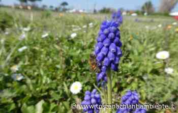 Impollinatori, allarme Ispra: il 9% di api e farfalle sono a rischio estinzione - Redazione di Associazione culturale Toscana Chianti Ambiente