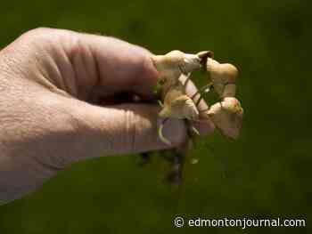 Growing Things: Cold germination and the impacts of drought