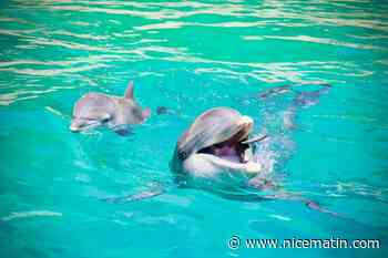 Maltraitance animale: les ONG animalières dénoncent le "recul" du Sénat